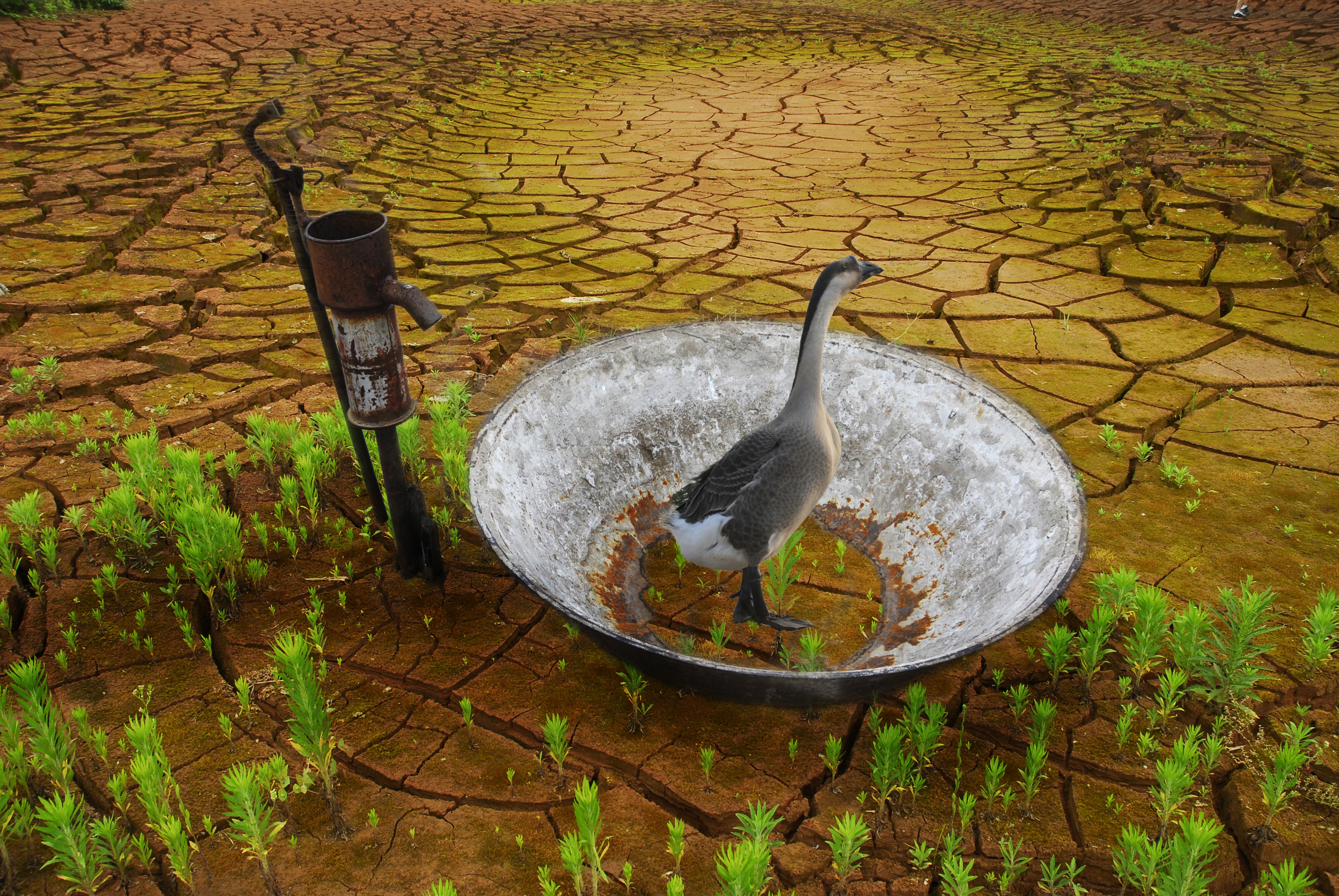 困惑  榮獲大眾攝影雜志2009雙周賽佳作獎。.jpg
